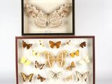une composition de papillons dans une boîte posée sur une surface blanche