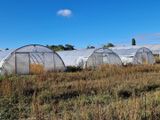 plusieurs serres dans un champ, avec un ciel bleu en arrière-plan