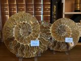 trois plaques de fossiles d'ammonites exposées devant une bibliothèque
