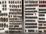many different kinds of insects on display in a glass case