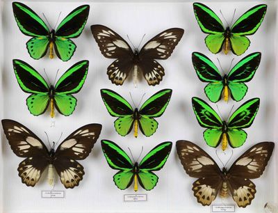 six papillons verts et noirs dans un cadre blanc