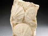 a close up of a piece of stone with shells on it