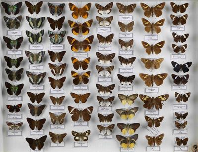 de nombreux types de papillons différents présentés dans une vitrine