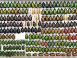 a lot of beetles that are on display in a box