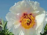 a large white flower with a yellow center in the middle of a field