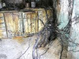 un arbre qui pousse dans le sol de la cuisine