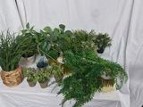 de nombreux types de plantes différents qui se trouvent sur la table
