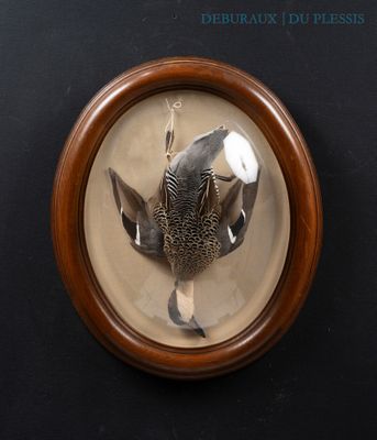 a picture of a bird in a frame on the wall