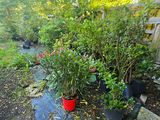 de nombreuses plantes en pot posées à même le sol dans le jardin