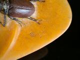 a beetle that is sitting on top of a piece of fruit