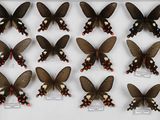 de nombreux papillons exposés dans une vitrine