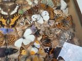 many different types of butterflies in a display case