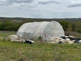 many sheep that are laying down in the grass