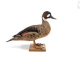 a bird that is standing on a wooden stand