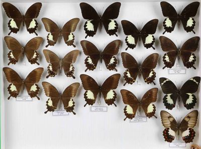 de nombreux papillons exposés dans une vitrine