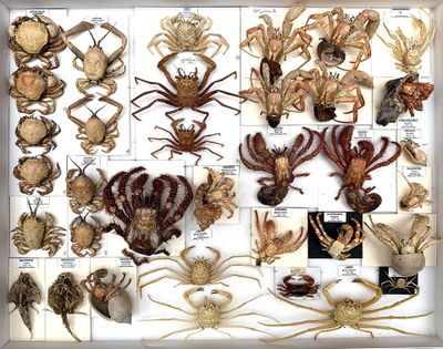 many different types of insects in a white box
