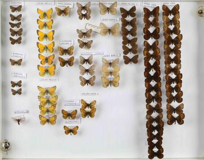 de nombreux types de papillons exposés dans une vitrine