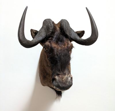 un gros plan sur la tête d'un buffle avec ses cornes