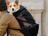 a man riding a bike with a dog on his back