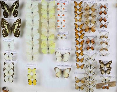 de nombreux types de papillons exposés dans une vitrine