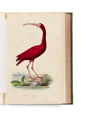 an open book with a drawing of a red bird on it
