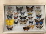 many different types of butterflies in a display case