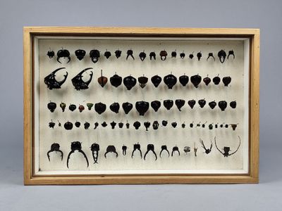 une vitrine encadrée présentant différents types de cheveux, dans un cadre en bois