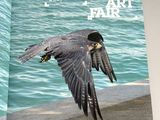 a book with a picture of a bird flying over the water
