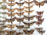 a lot of moths that are on display on the wall