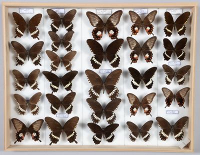 de nombreux papillons exposés dans une vitrine