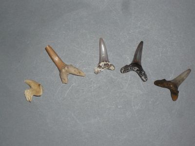 plusieurs types différents de dents de requin sur une surface grise