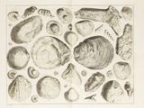 a picture of a drawing of shells on a table