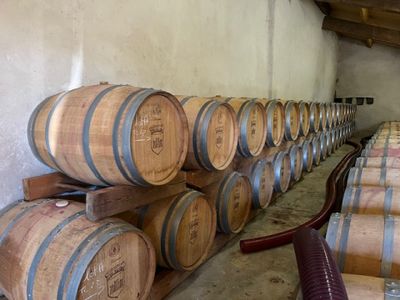 many wine barrels lined up in a row in a cellar