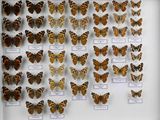 de nombreux papillons exposés dans une vitrine