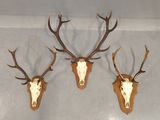 three deer heads mounted on the wall of a room