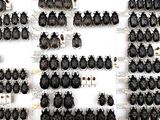 a lot of beetles that are on display on the wall