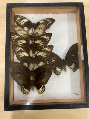four butterflies in a shadow box on a table