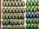 many green and yellow beetles on display in a wooden frame