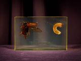 a bug and a worm in a glass box