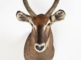a large antelope with long horns on a white background