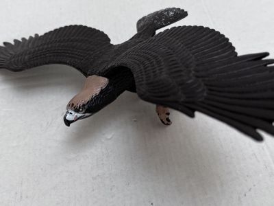 a black bird that is flying on a white surface