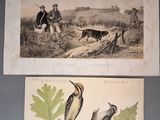 deux gravures représentant des oiseaux et un oiseau perché sur une branche d'arbre