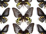 six black and yellow butterflies are lined up on a white surface