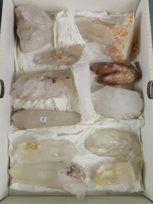 une boîte contenant un assortiment de poisson cru