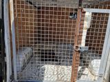 un chat qui se trouve dans une cage à l'arrière d'un camion