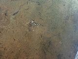 a bird that is walking on the sand in the water