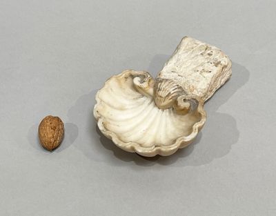 une coquille et une noix posées sur une table