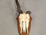 a deer skull mounted on the wall of a room
