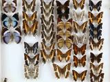 de nombreux papillons exposés dans une vitrine