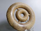 a sculpture of a spiral shaped object on a clear stand